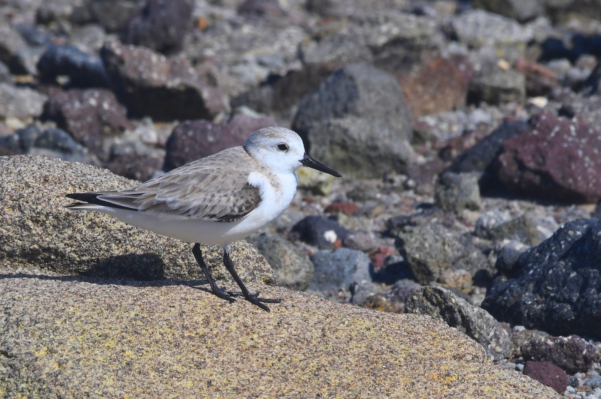 sandløper - ML647196129