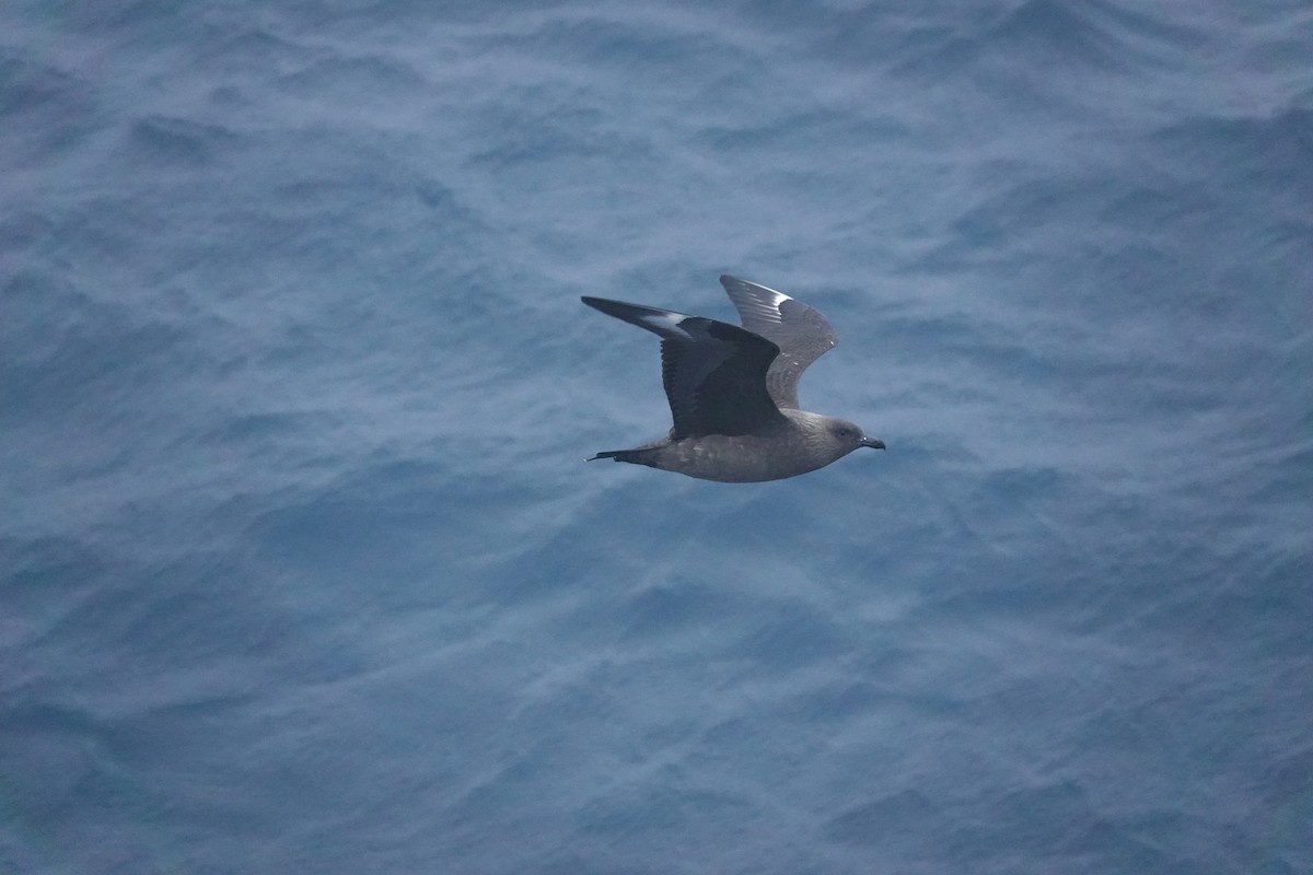 sørjo - ML647196130