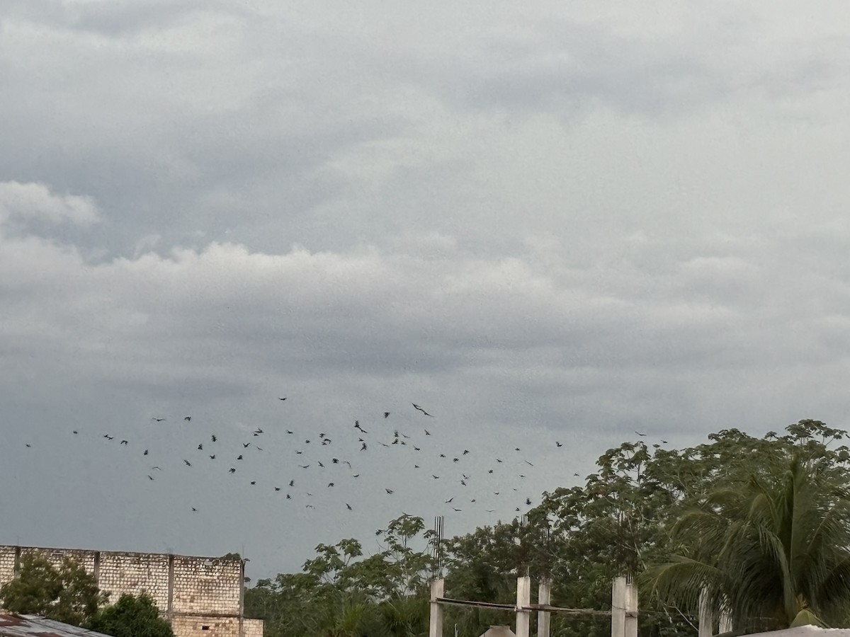 svartkondor - ML647196131