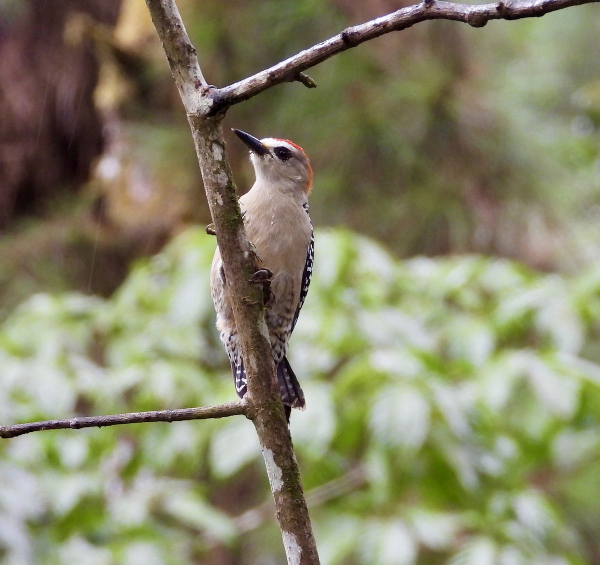 rødkronespett - ML647196132