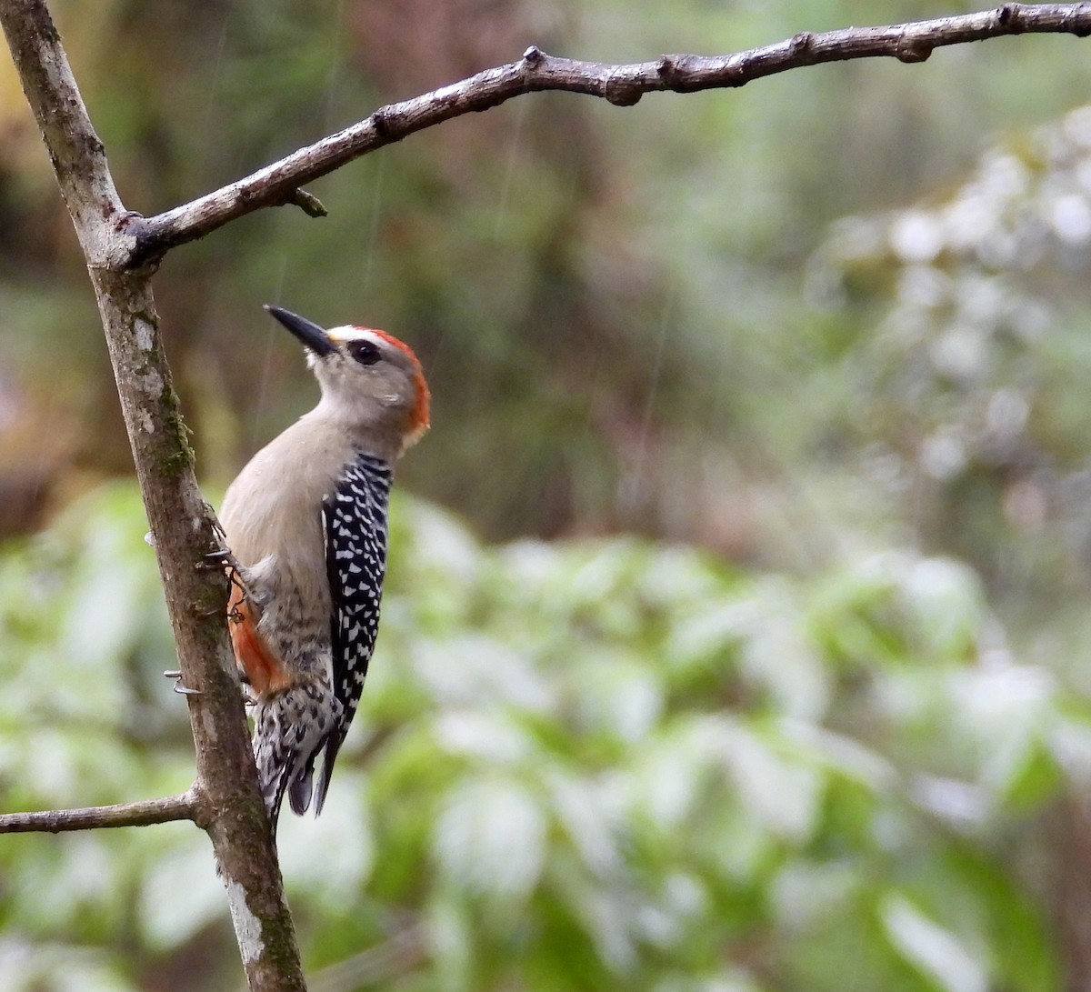 rødkronespett - ML647196133
