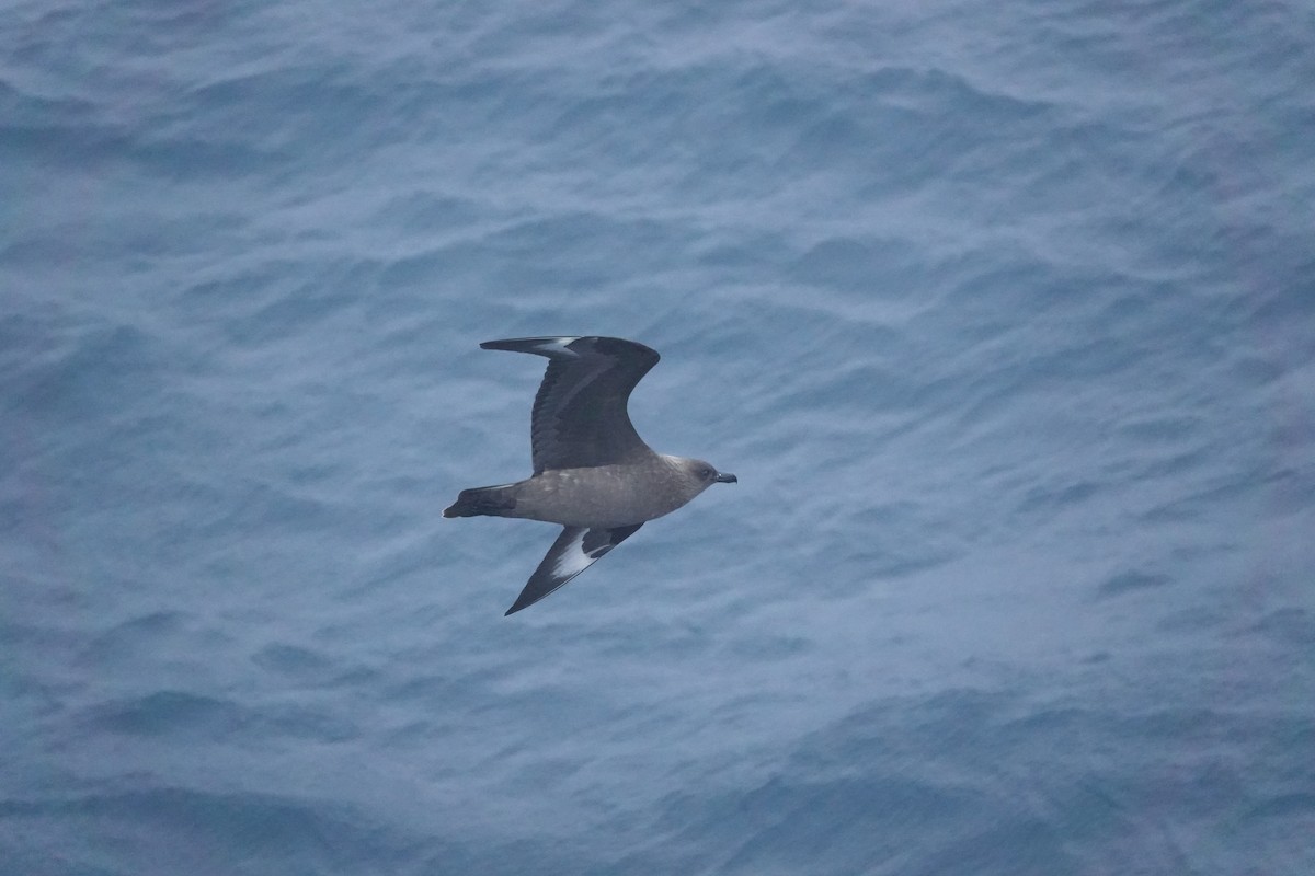 sørjo - ML647196134