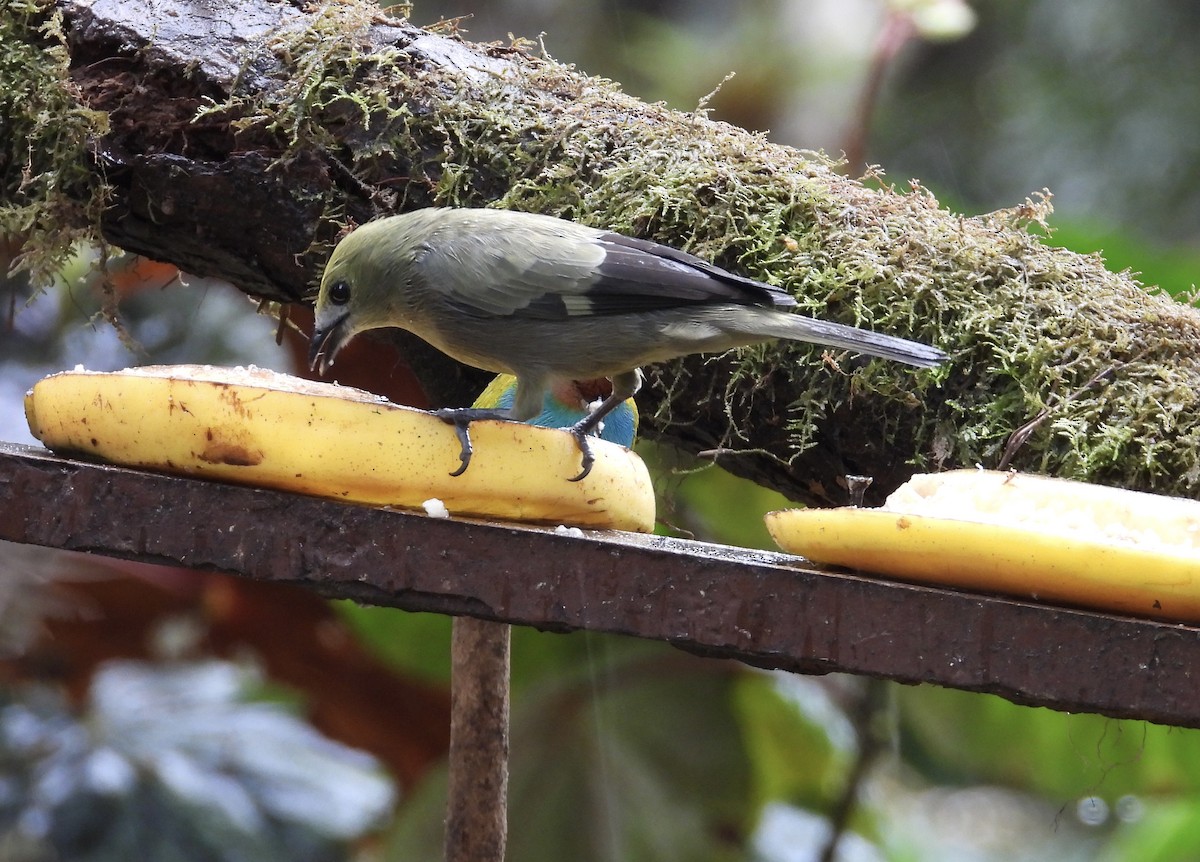 Palm Tanager - ML647196139