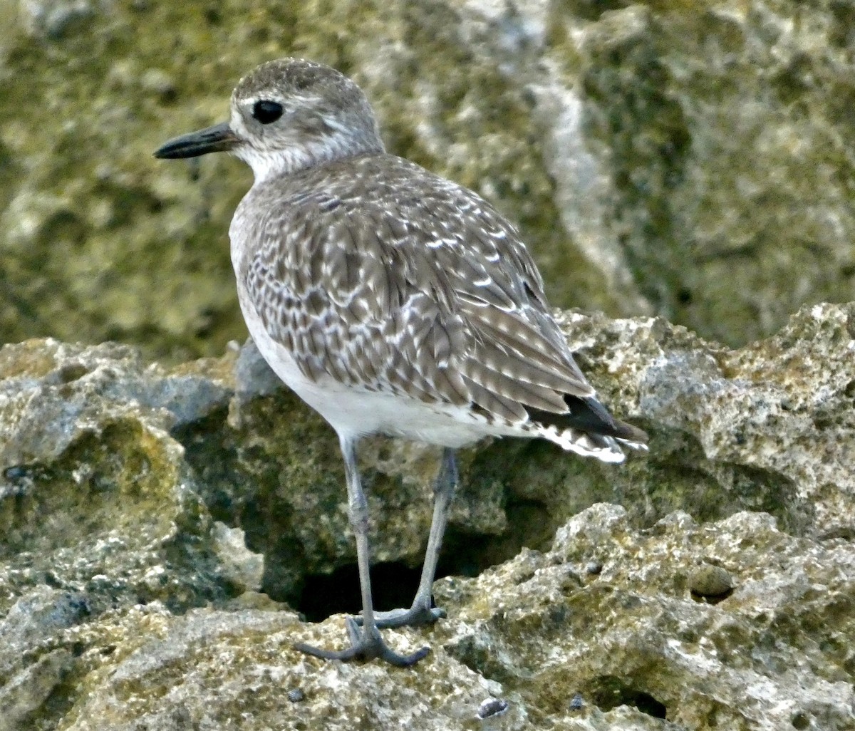 Black-bellied Plover - ML647196149