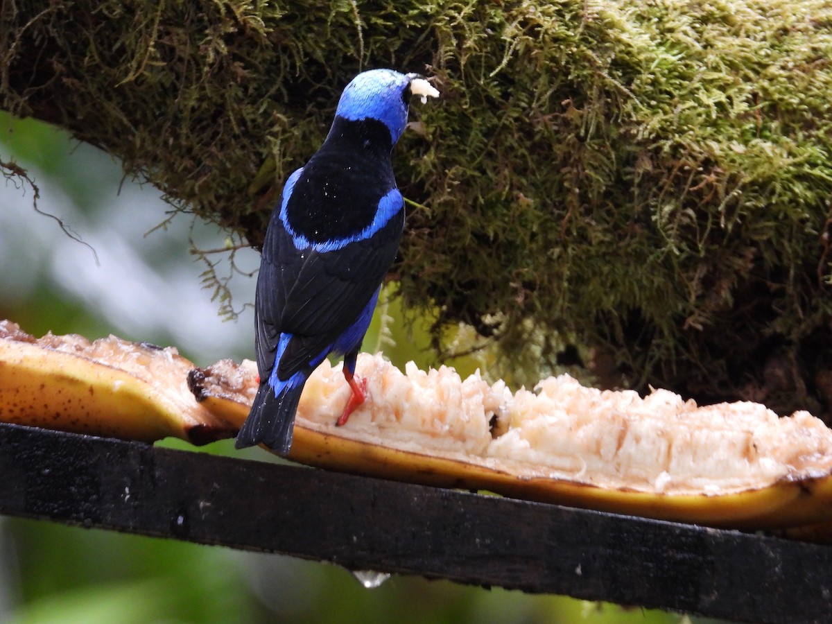 Танагра-медоїд бірюзова - ML647196153