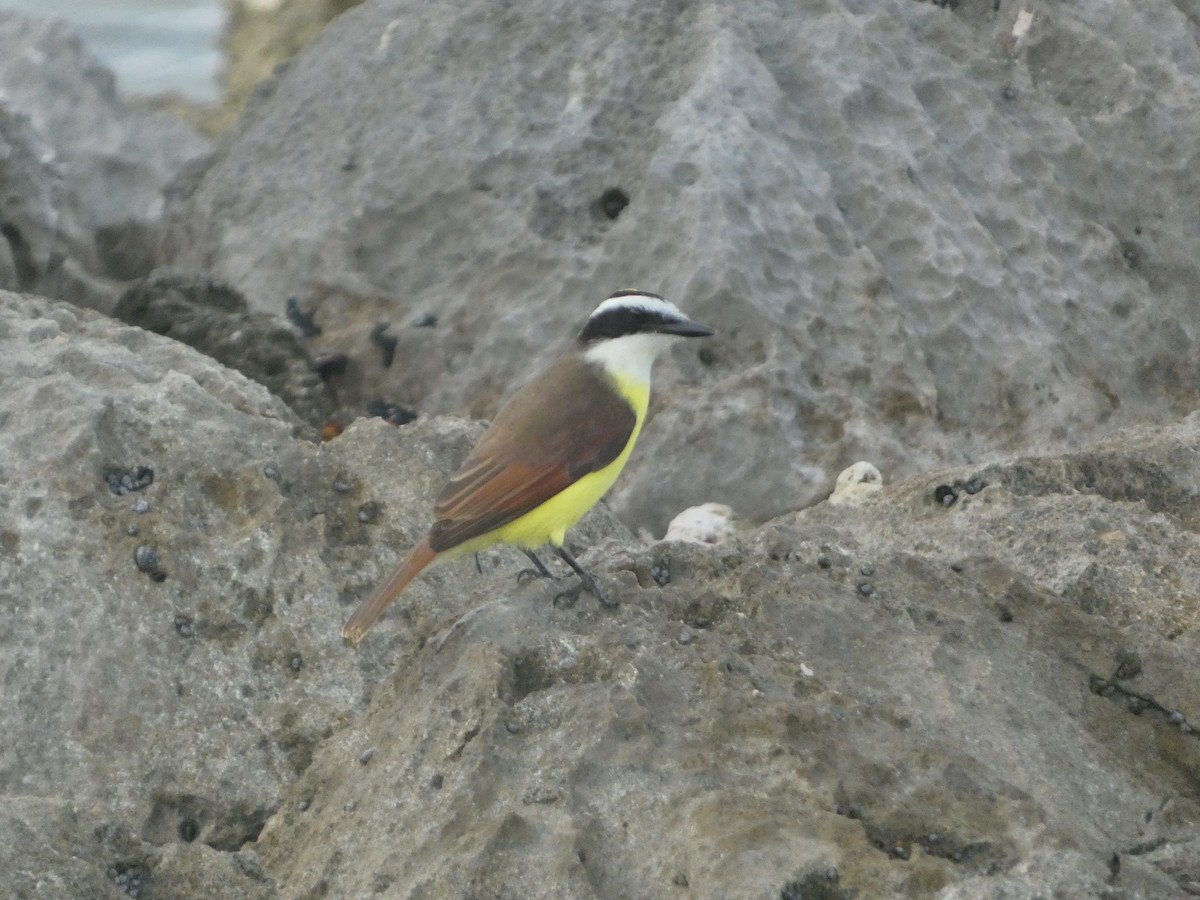 Great Kiskadee - ML647196173