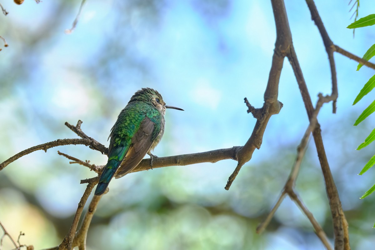 Black-tailed Trainbearer - ML647196174
