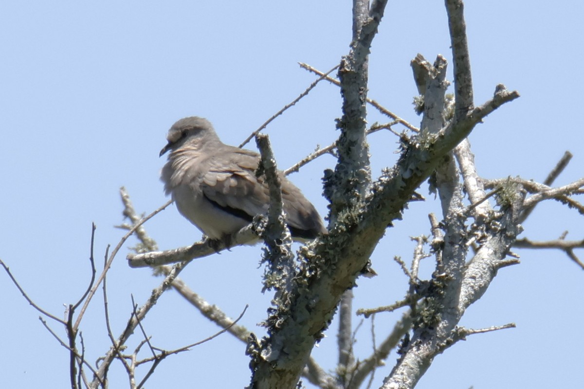 holoubek pikui - ML647196180