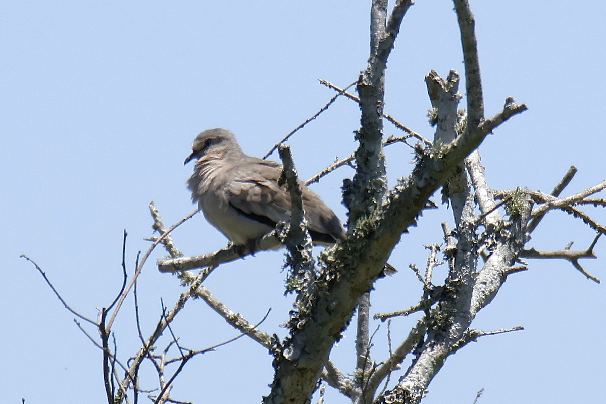 holoubek pikui - ML647196181