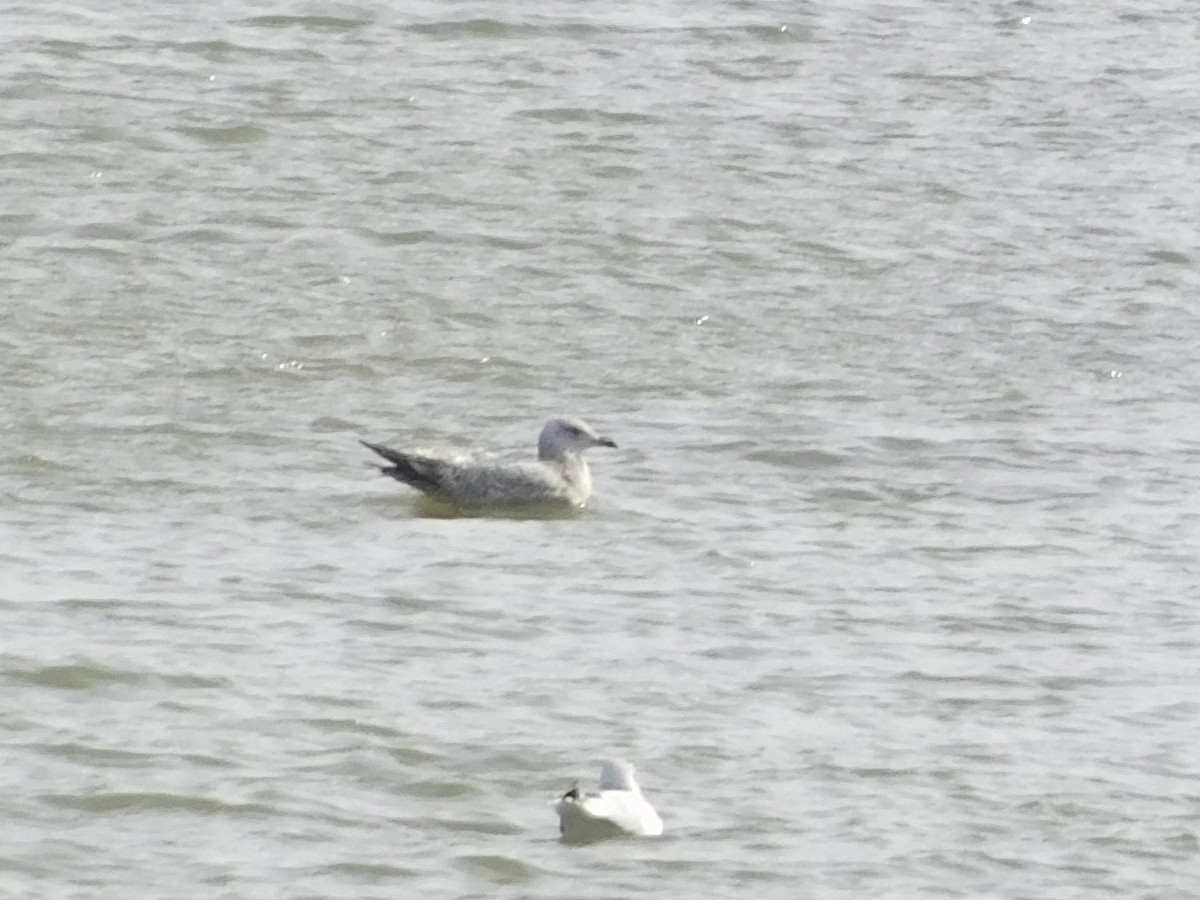 American Herring Gull - ML647196183