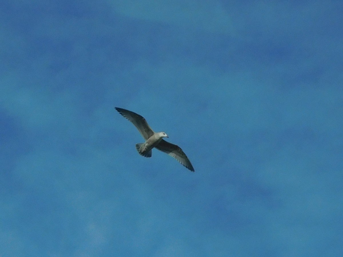 American Herring Gull - ML647196185