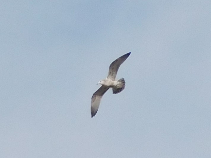 American Herring Gull - ML647196186
