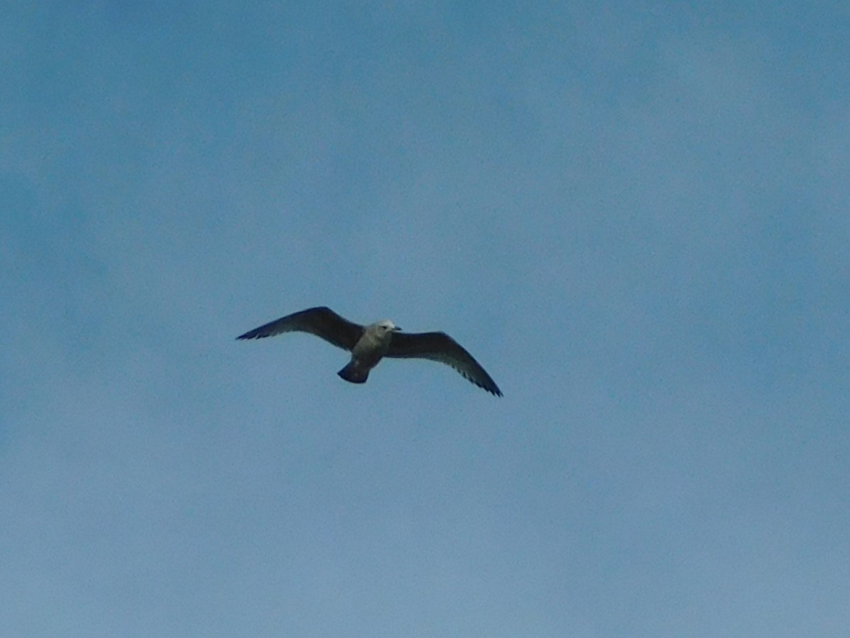 American Herring Gull - ML647196187