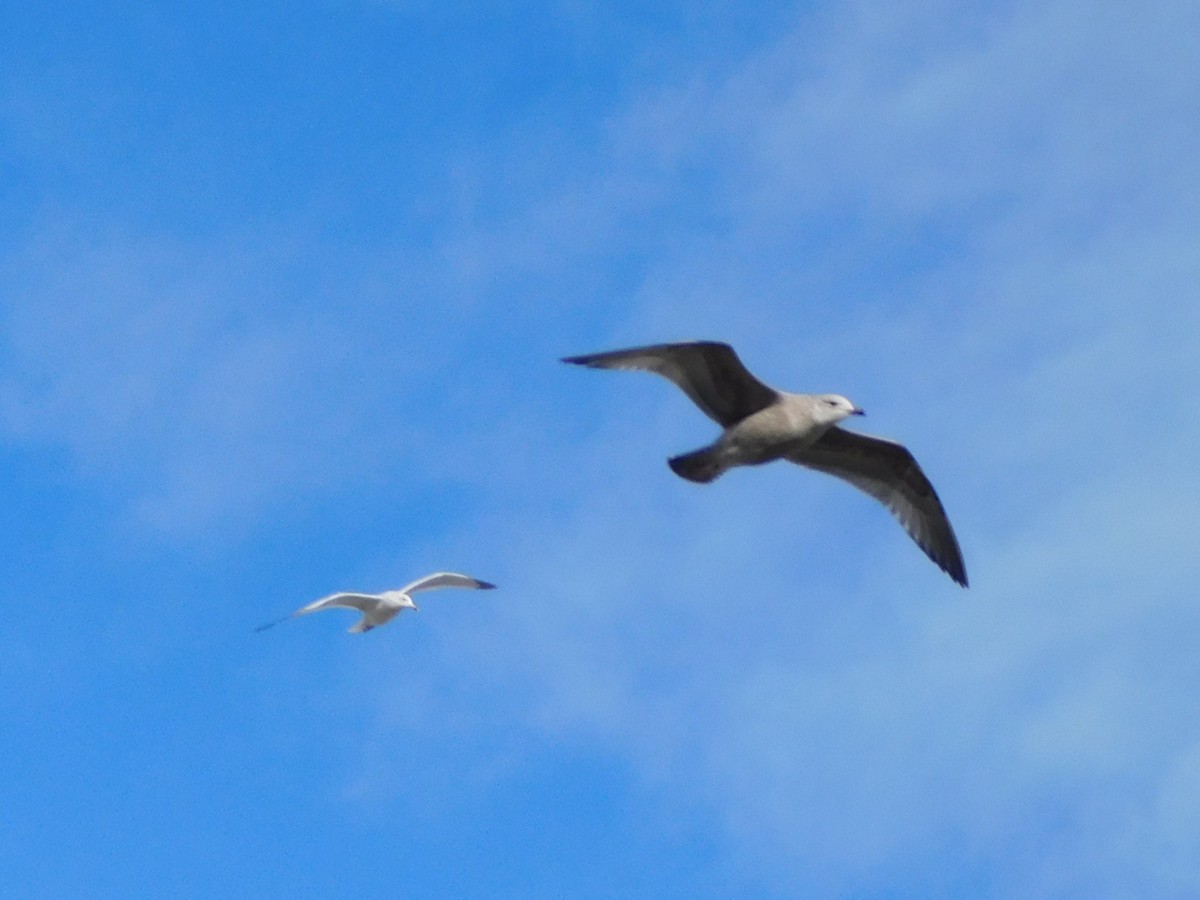 American Herring Gull - ML647196188