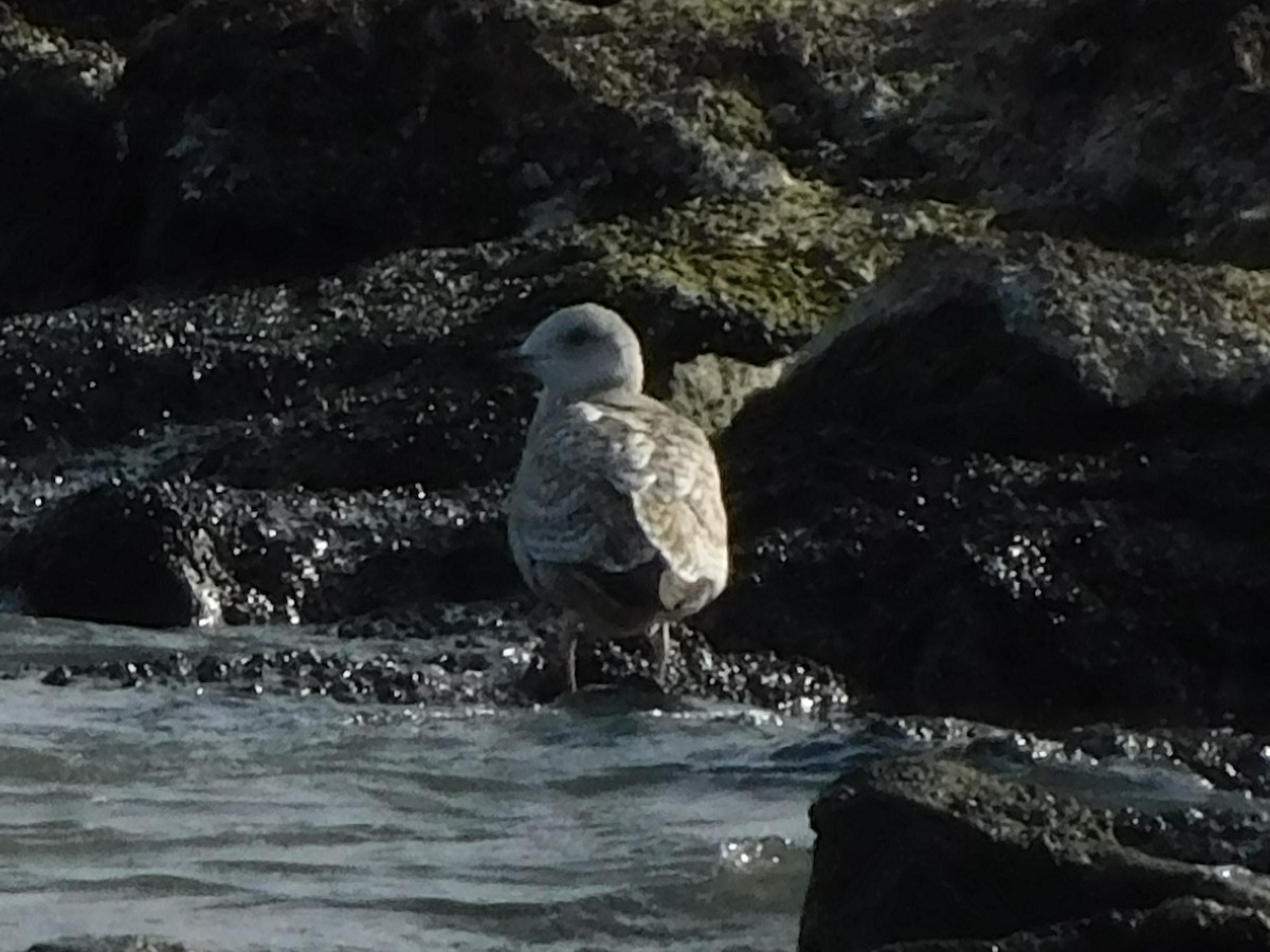 American Herring Gull - ML647196189