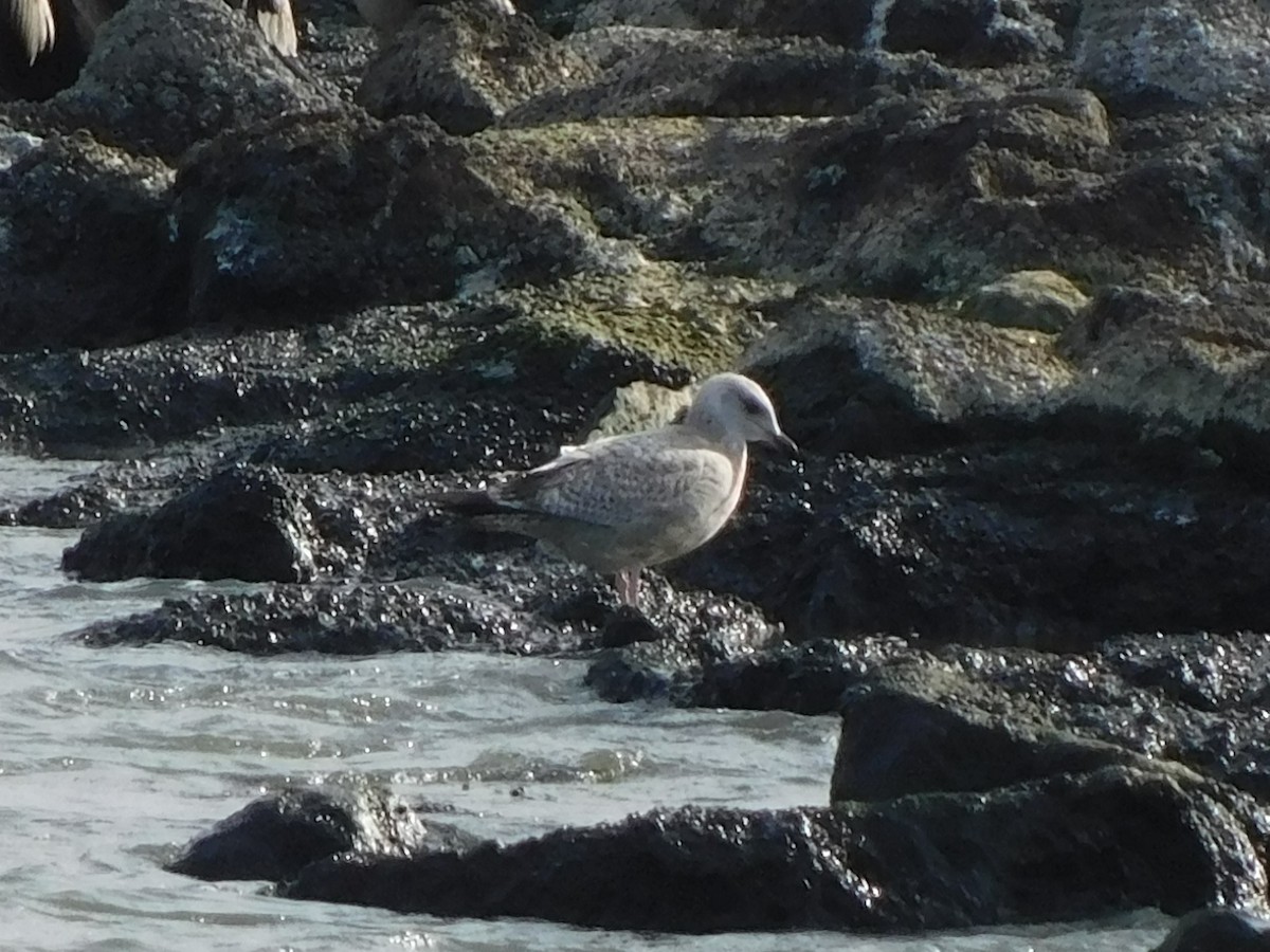 American Herring Gull - ML647196190