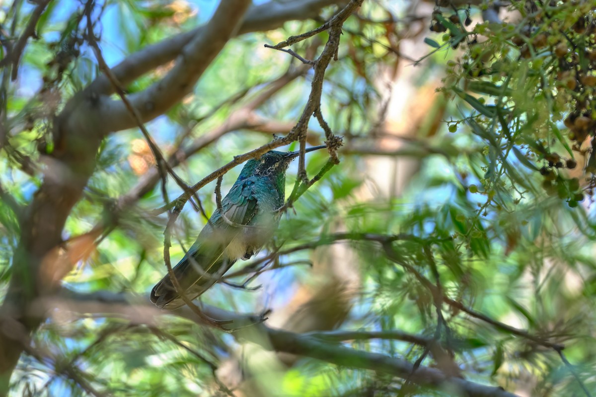 Sparkling Violetear - ML647196192