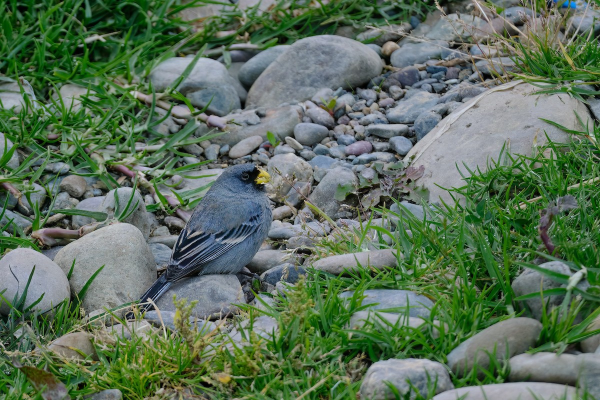 Band-tailed Seedeater - ML647196204