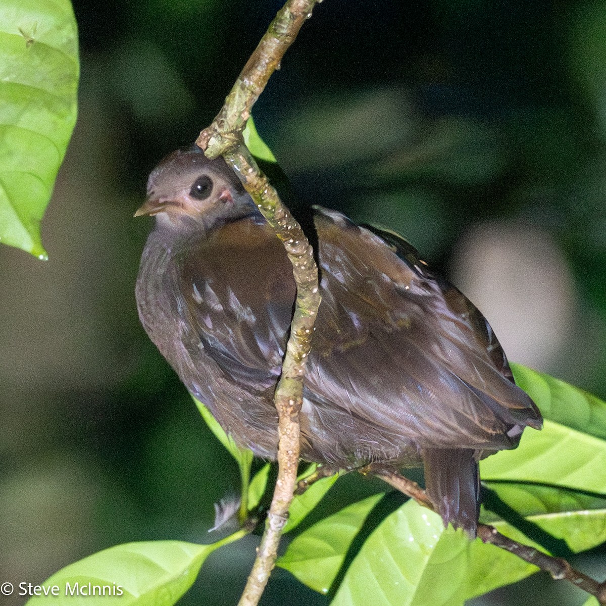 Red-billed Brushturkey - ML647196216