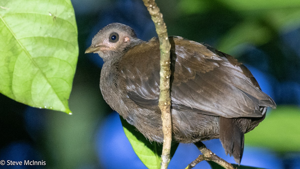 Red-billed Brushturkey - ML647196217