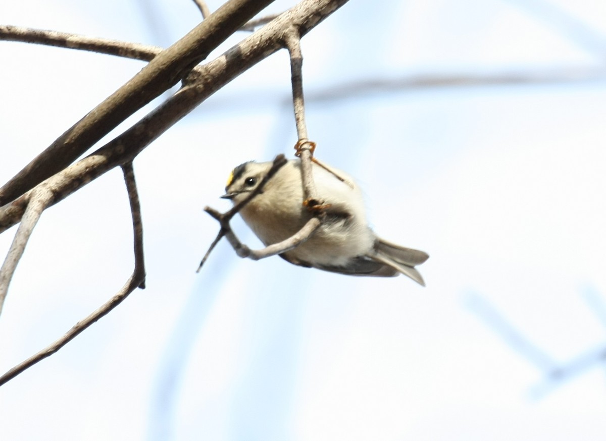 Golden-crowned Kinglet - ML647196220