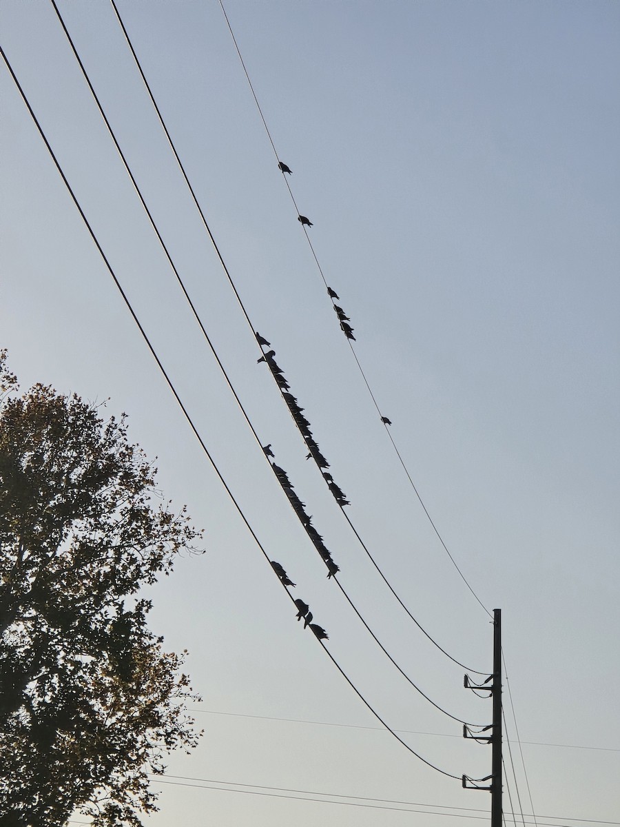 יונת בית - ML647196222