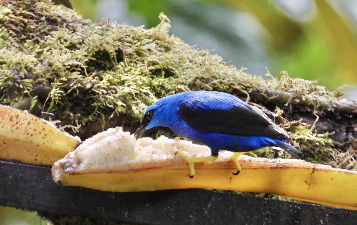 Shining Honeycreeper - ML647196224