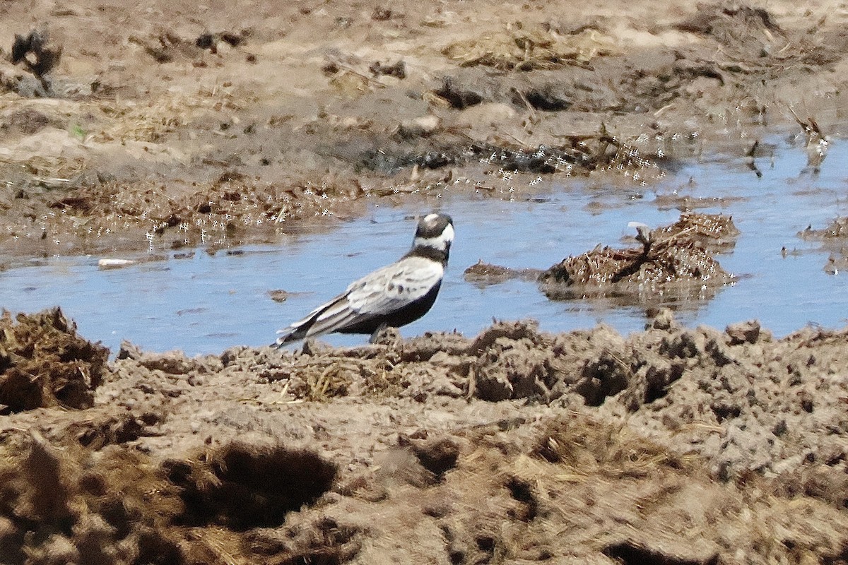 Gray-backed Sparrow-Lark - ML647196244