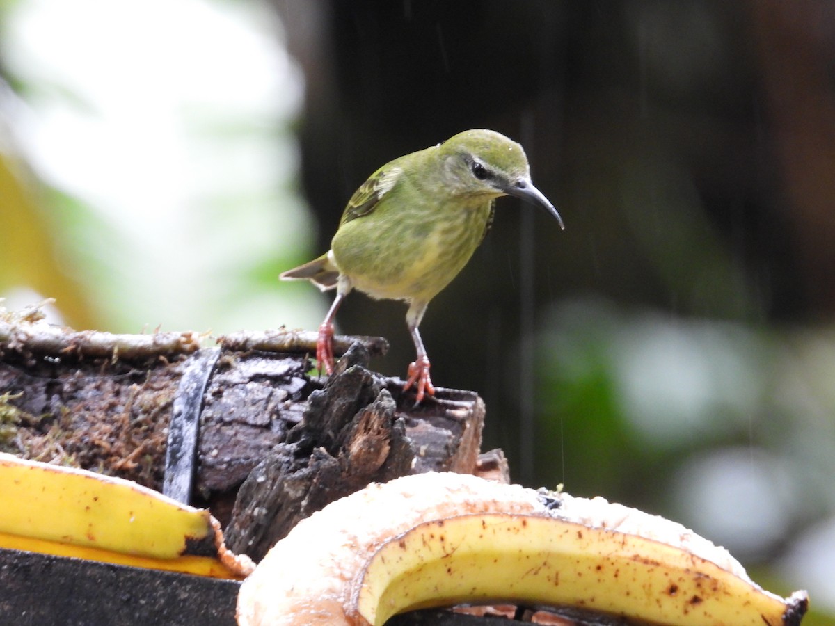 Танагра-медоїд бірюзова - ML647196246