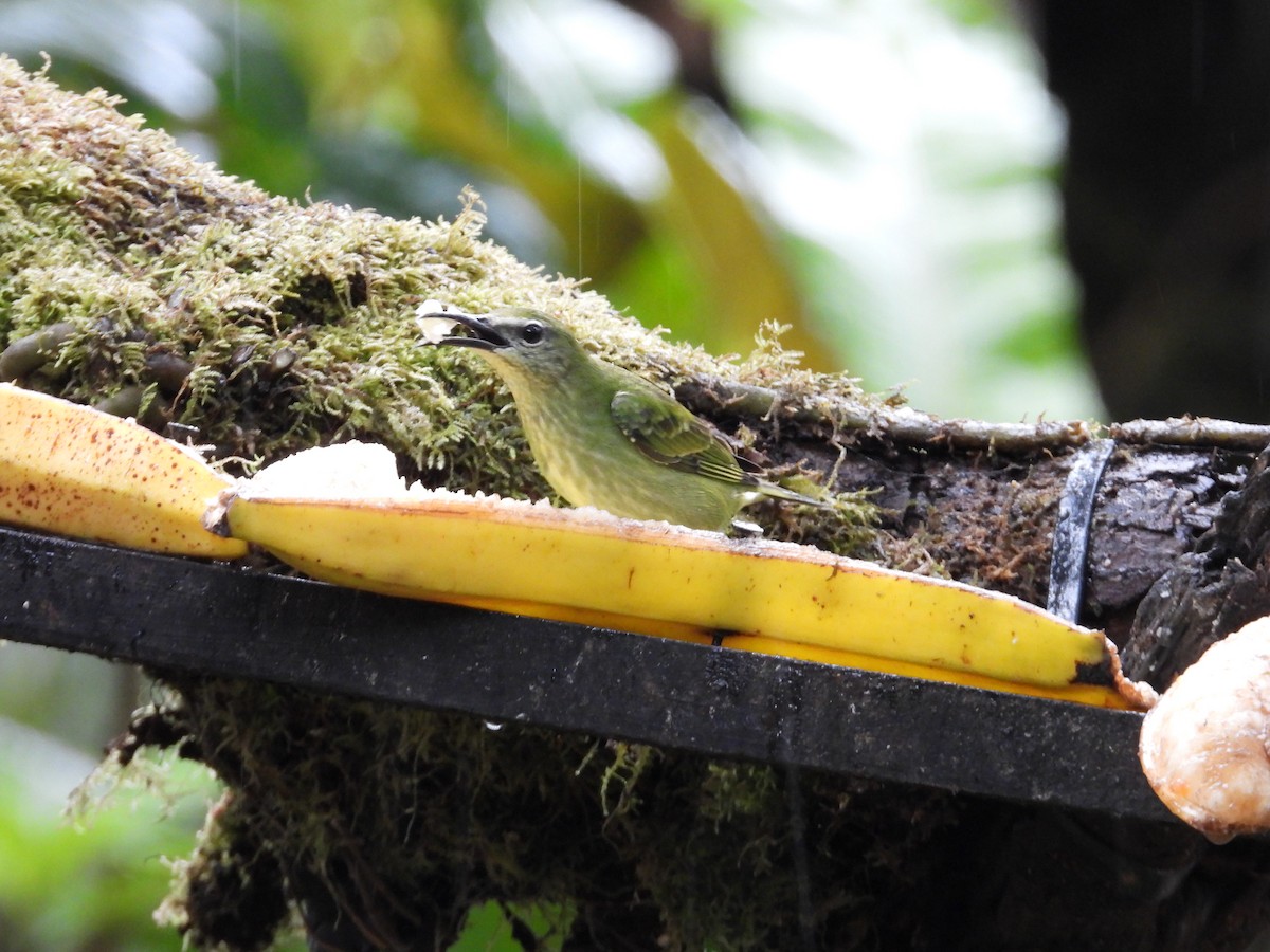 Танагра-медоїд бірюзова - ML647196247
