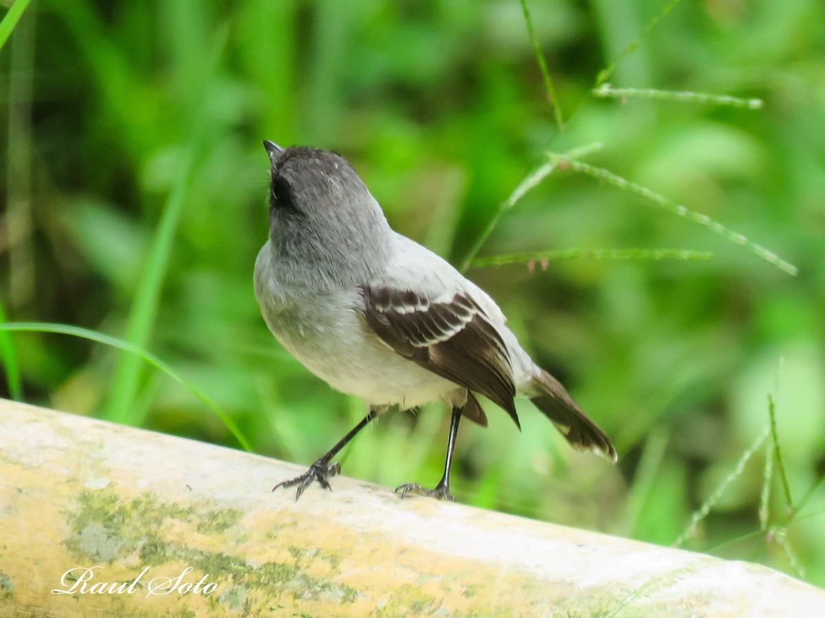Torrent Tyrannulet - ML647196249