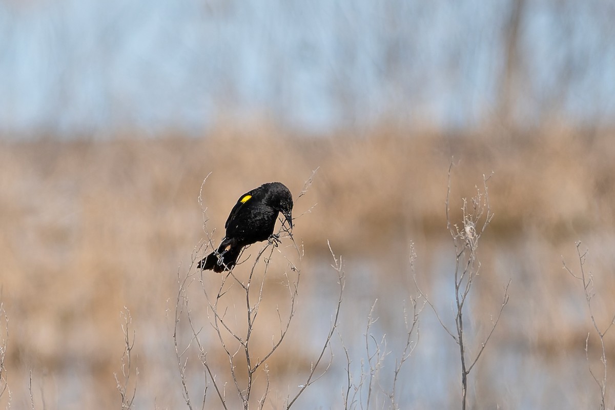 gulvingetrupial - ML647196250