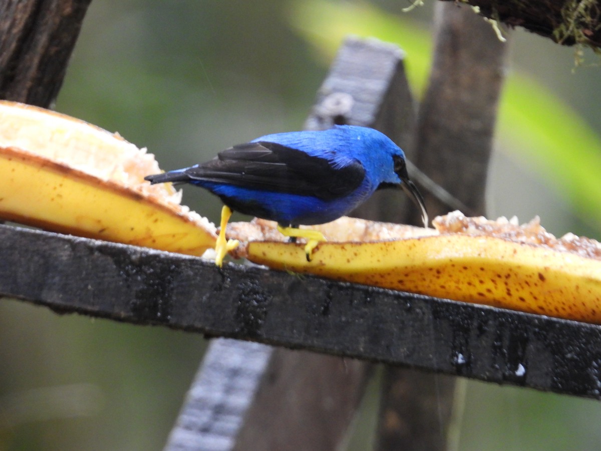 Shining Honeycreeper - ML647196259