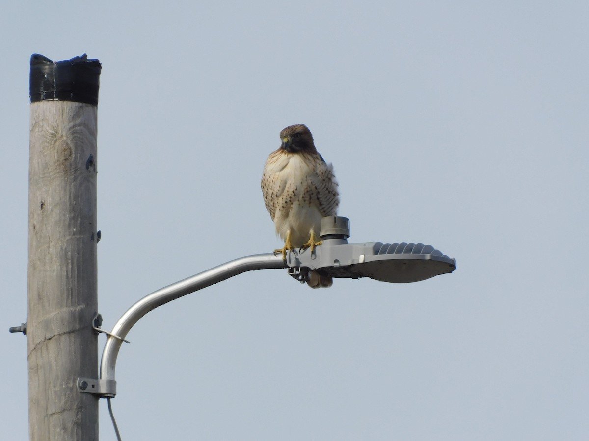 Red-tailed Hawk (borealis) - ML647196261