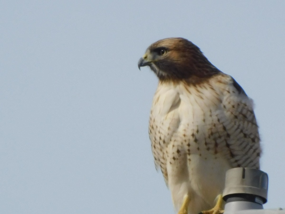 Red-tailed Hawk (borealis) - ML647196262