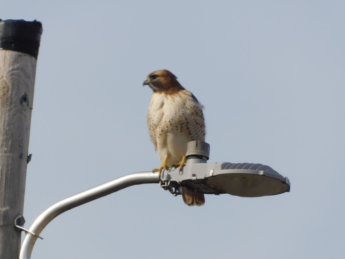 Red-tailed Hawk (borealis) - ML647196265