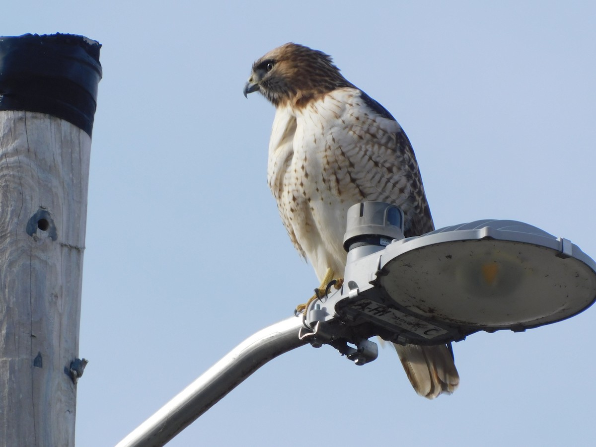 Red-tailed Hawk (borealis) - ML647196267