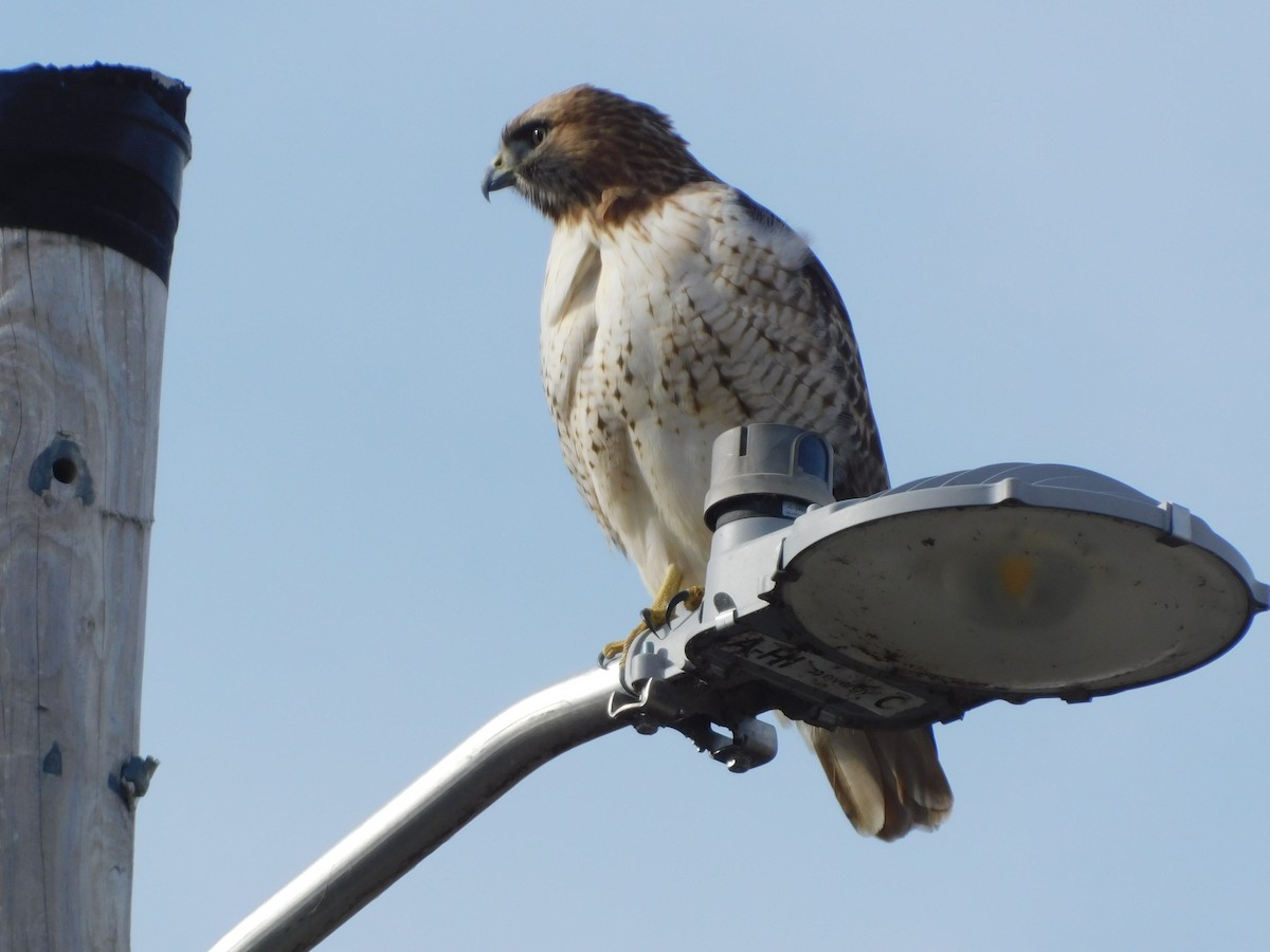 Red-tailed Hawk (borealis) - ML647196268
