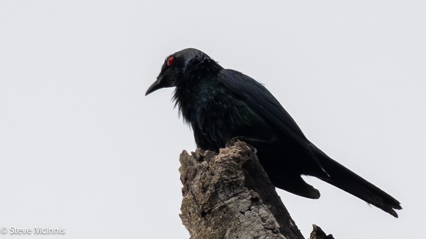 Metallic Starling (Metallic) - ML647196278