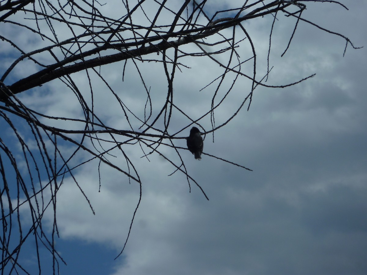 tyran obecný - ML647196282