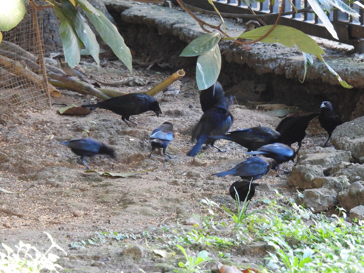 Bronzed Cowbird - ML647196287