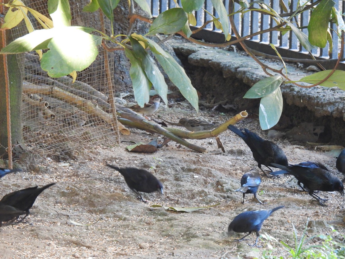 Bronzed Cowbird - ML647196288