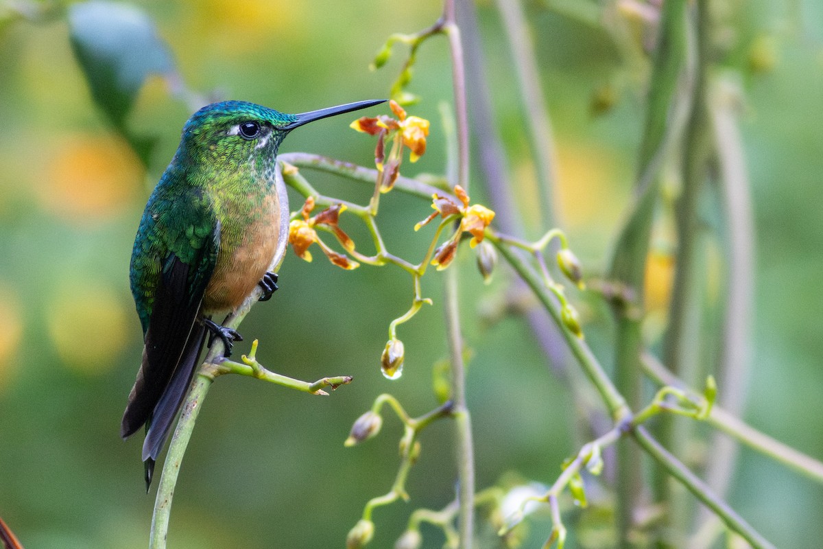 Long-tailed Sylph - ML647196300