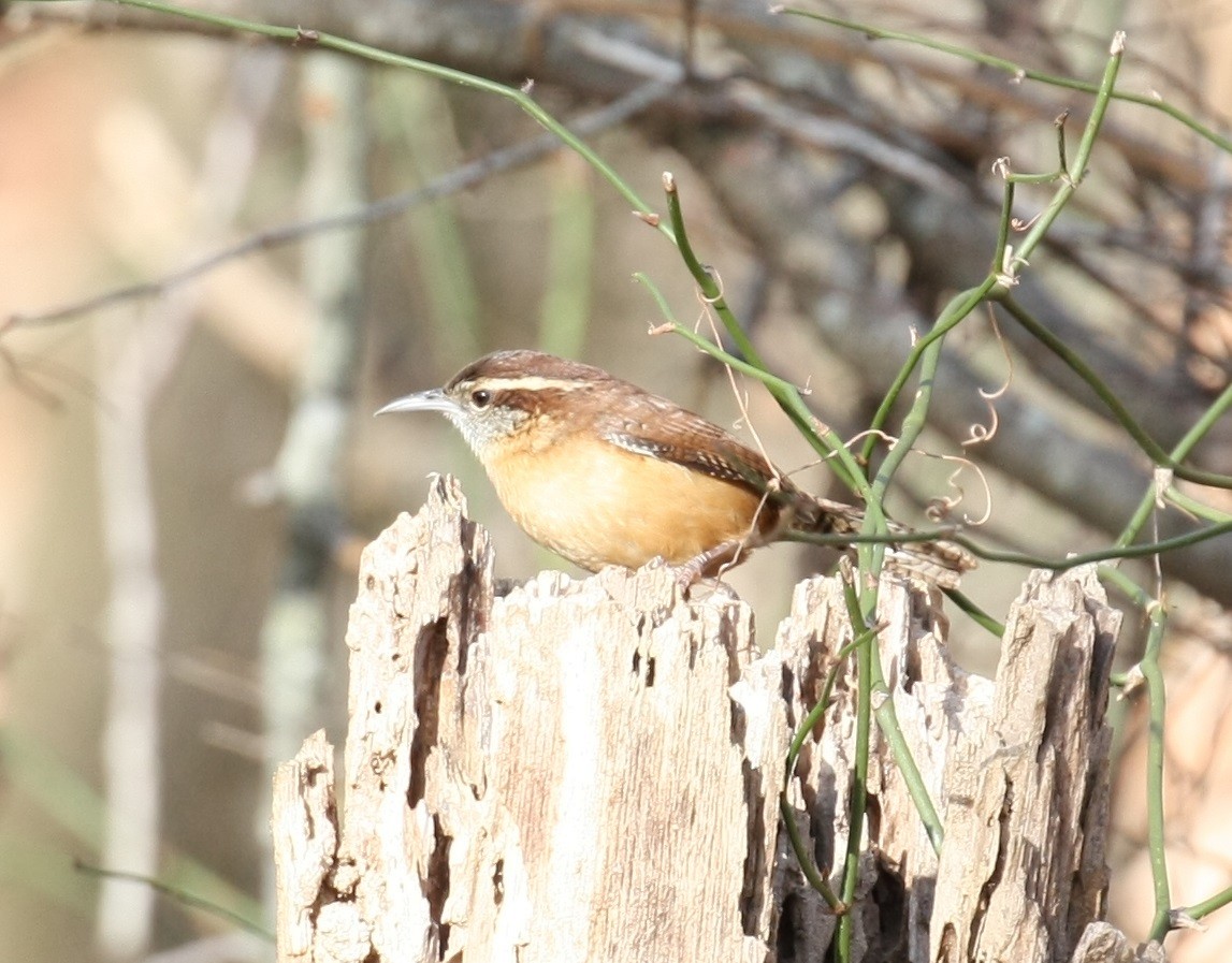 Carolina Wren - ML647196301