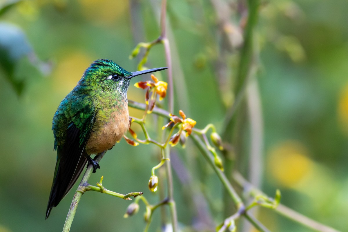 Long-tailed Sylph - ML647196302