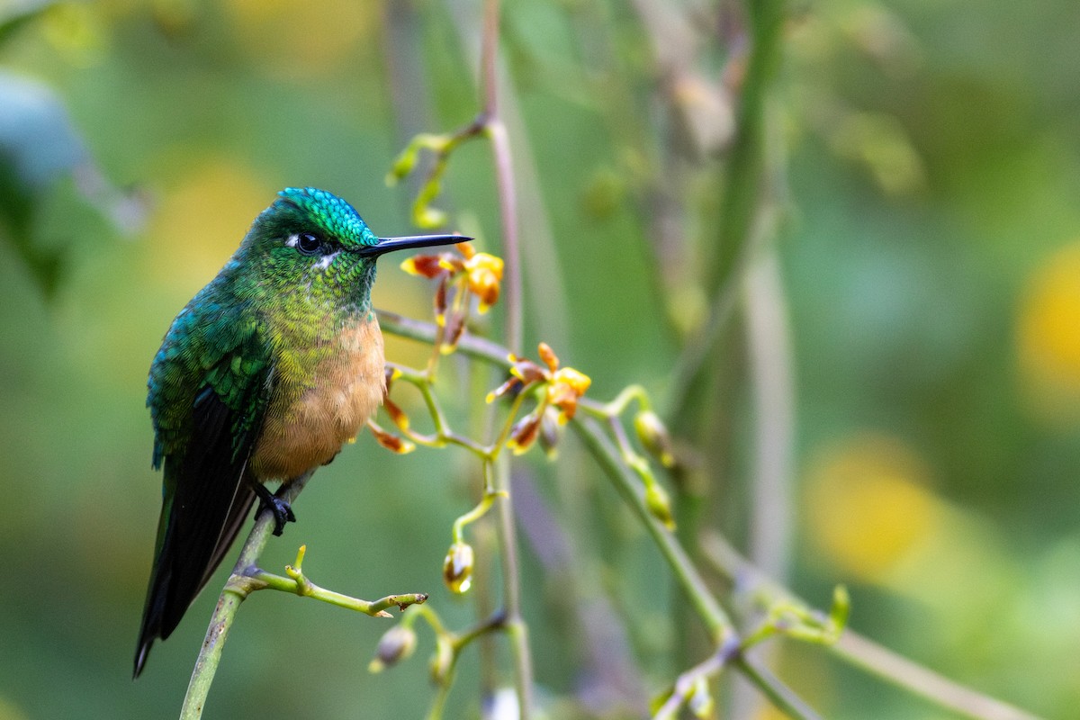 Long-tailed Sylph - ML647196303