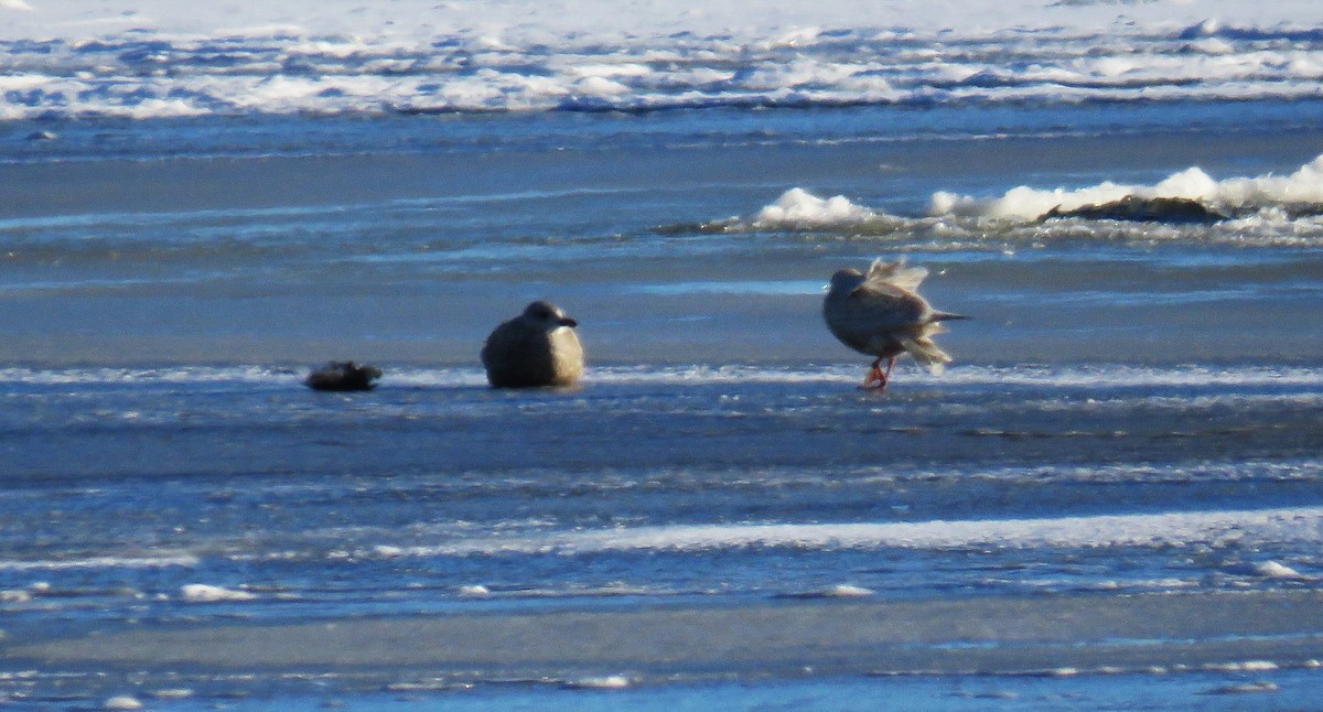 アイスランドカモメ - ML647196304