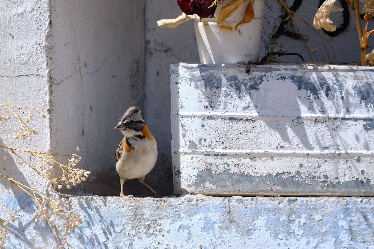 Rufous-collared Sparrow - ML647196307