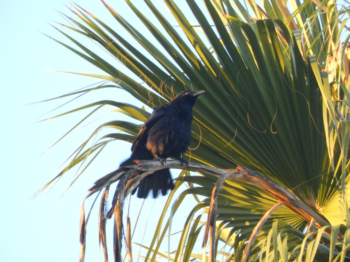 Great-tailed Grackle - ML647196315
