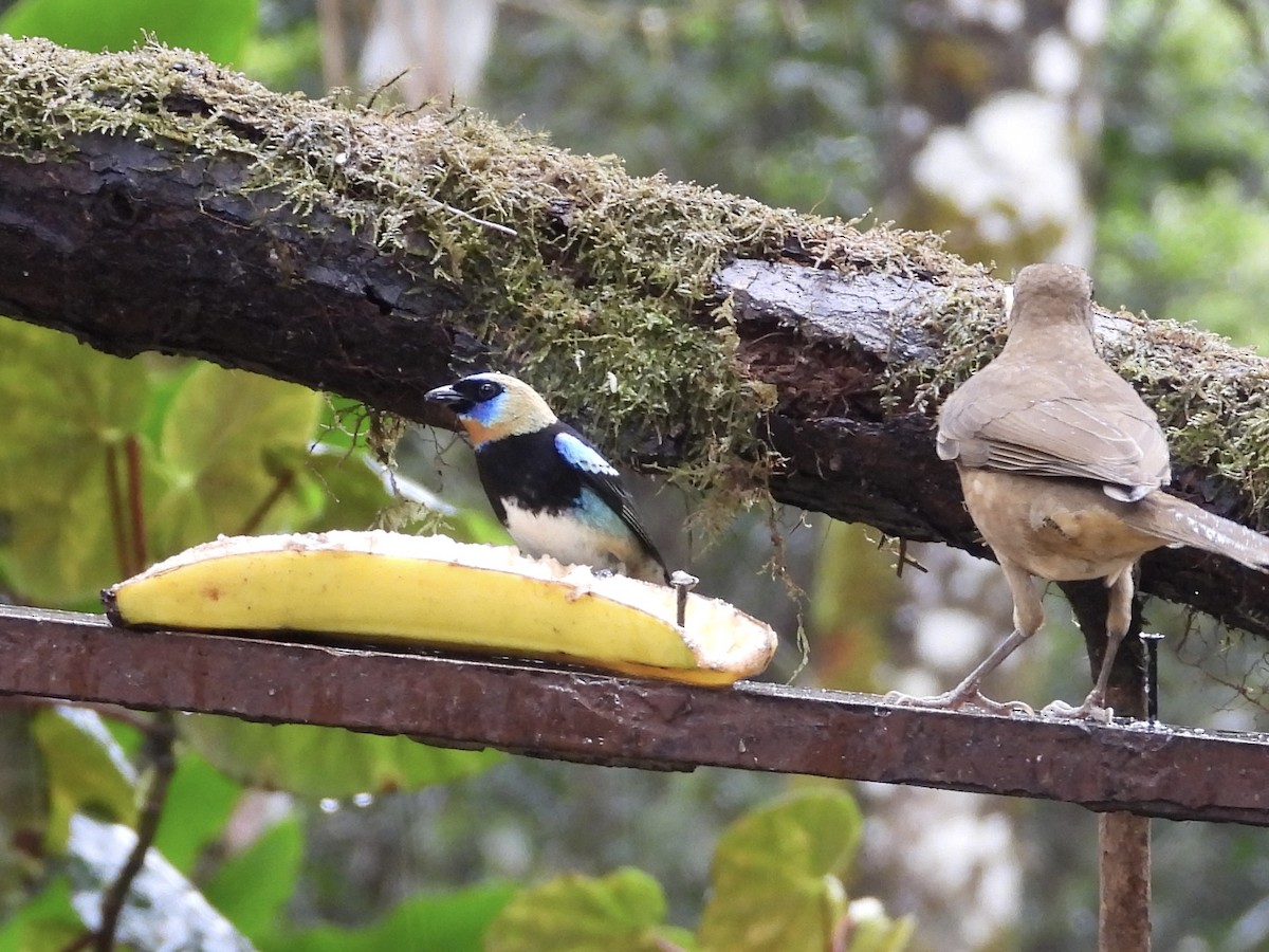 Золотистоголовая танагра - ML647196318